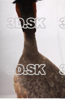 Bird neck reference 0001